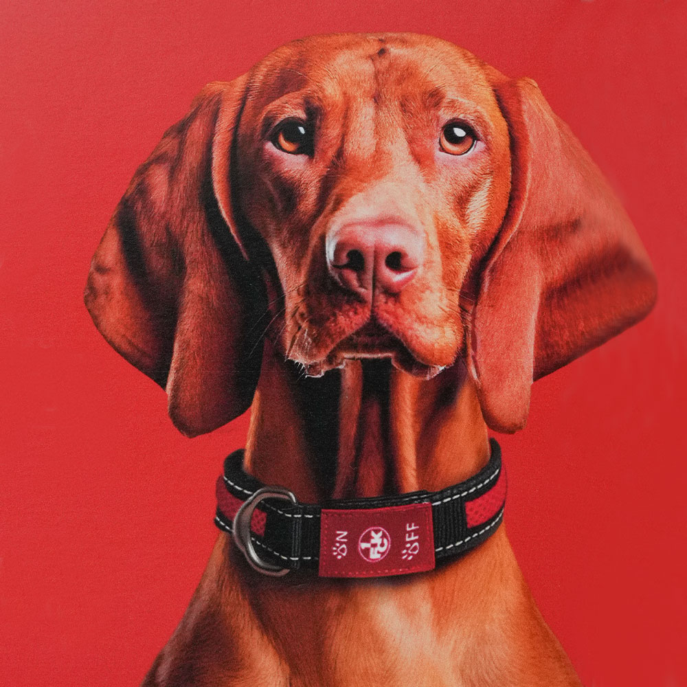 Hunde Leuchthalsband James
